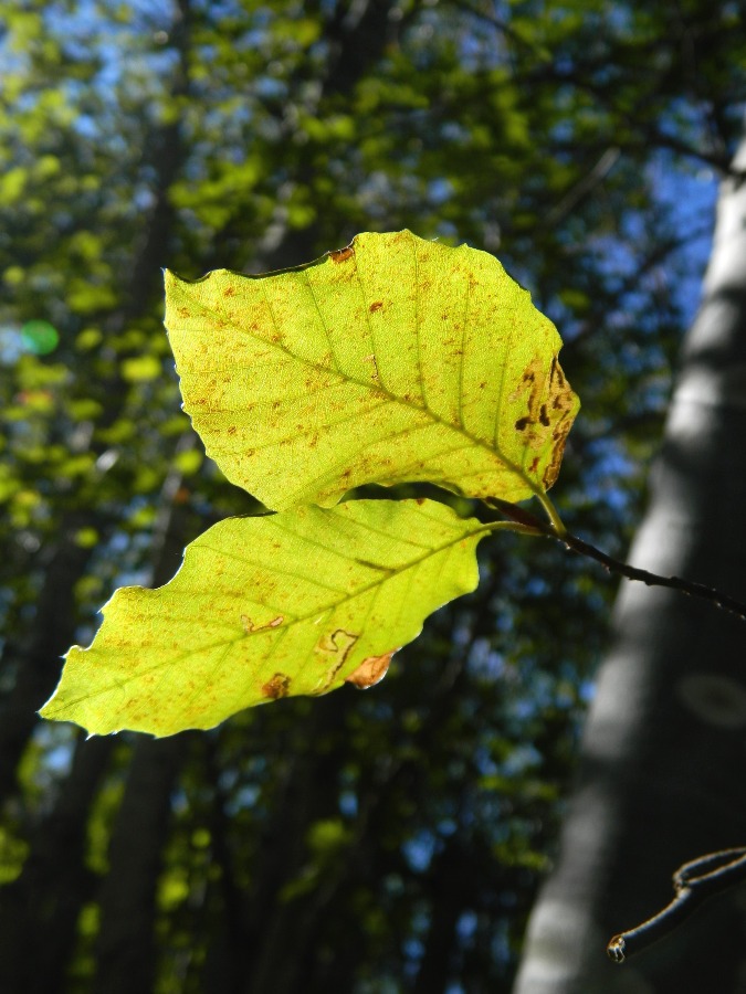 Autunno 2011